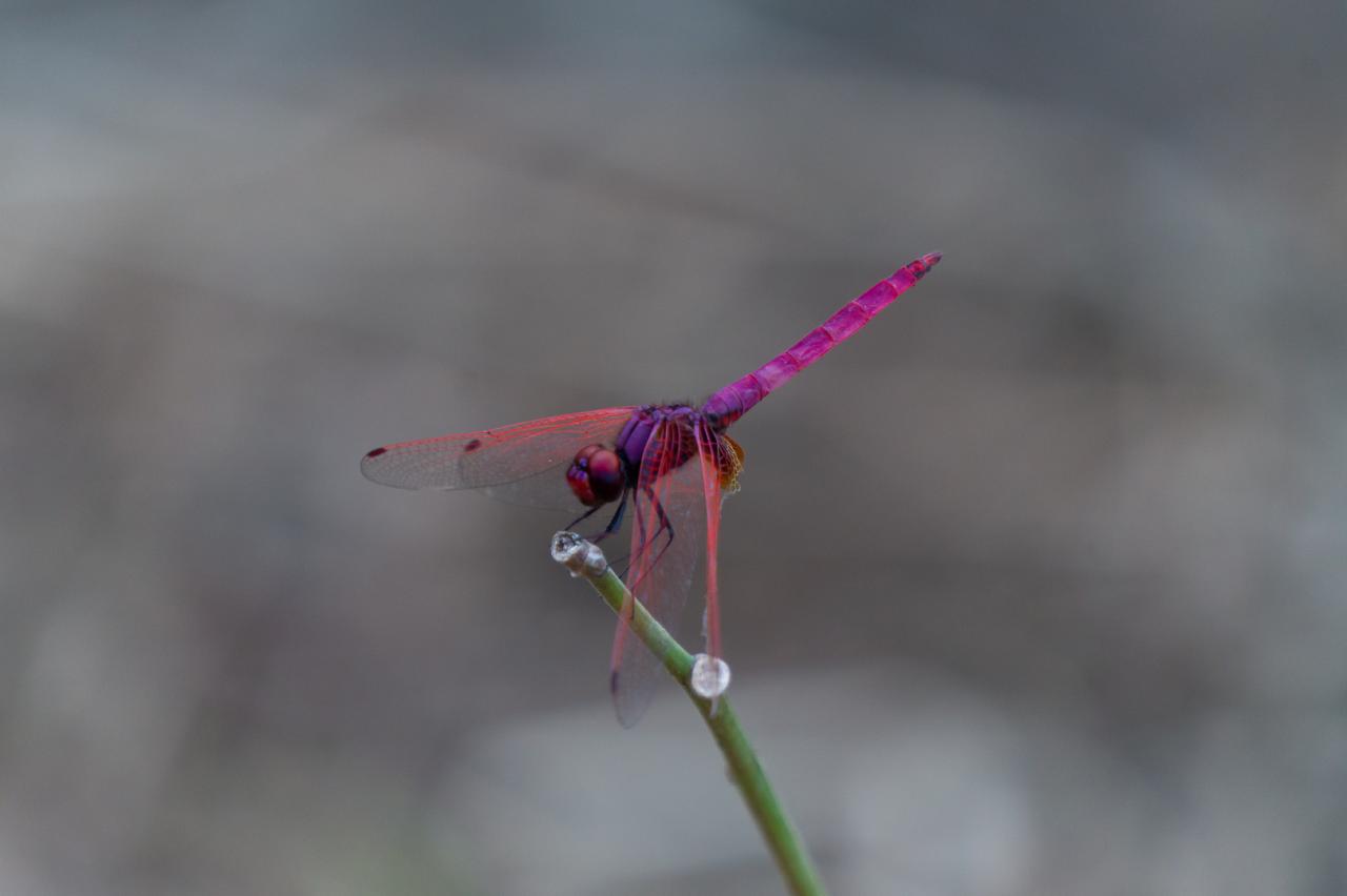 Crimson dropwing dragonfly