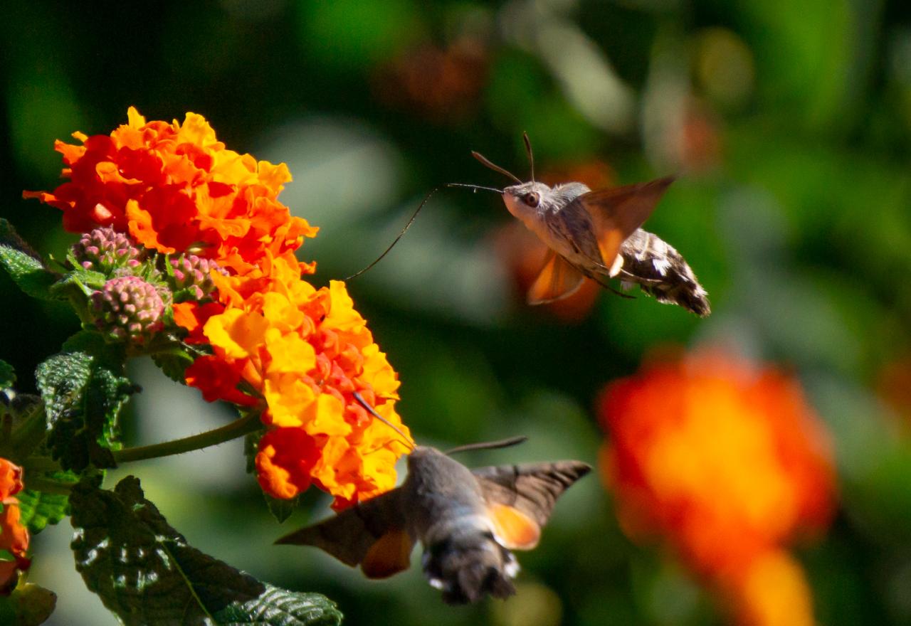 Hummingbird Moth