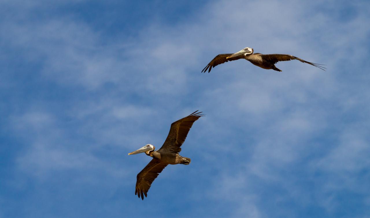 Coffee Pelican in Colombia, Talia Nat 2023