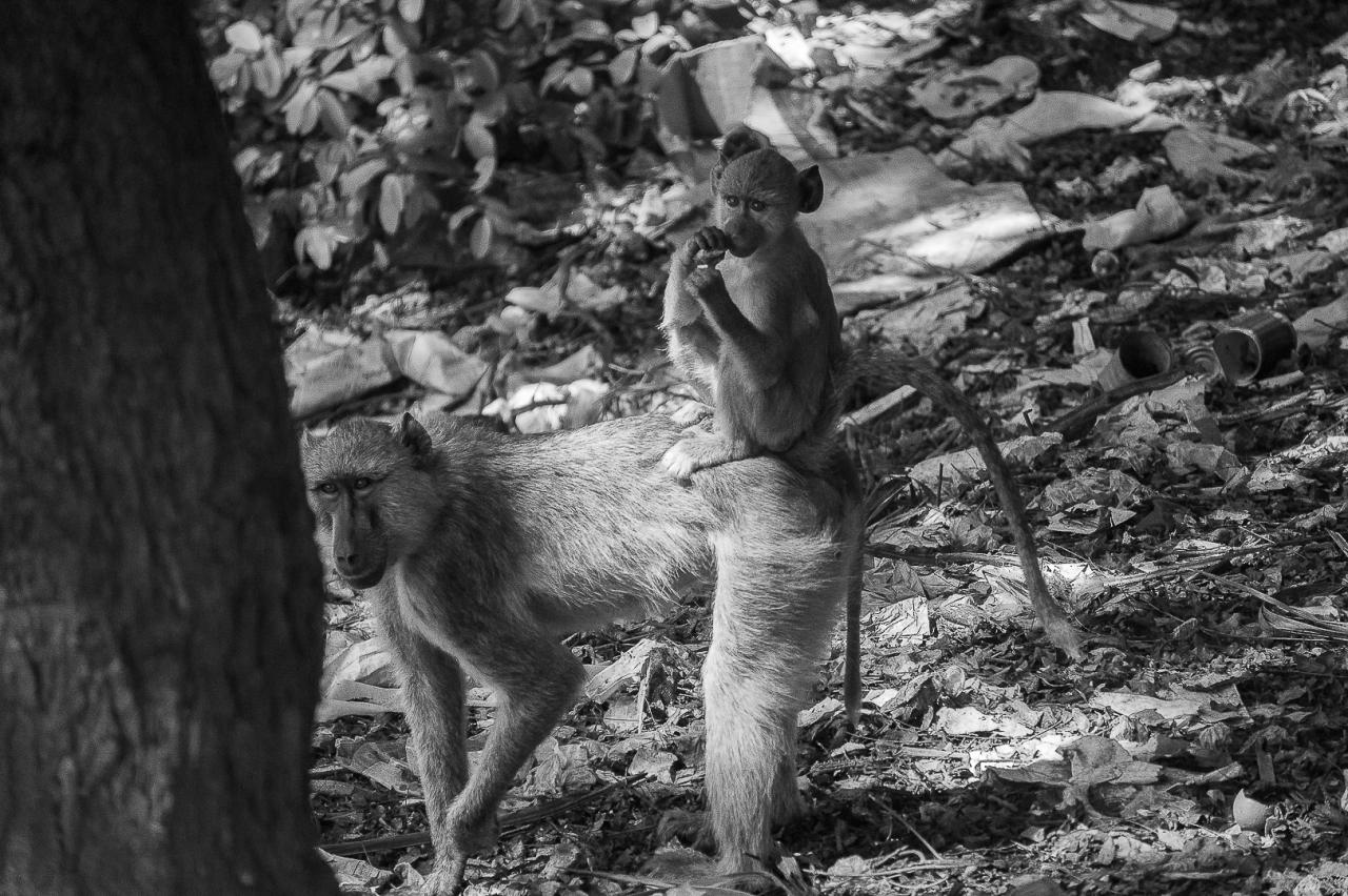 Papión Chacma and offspring