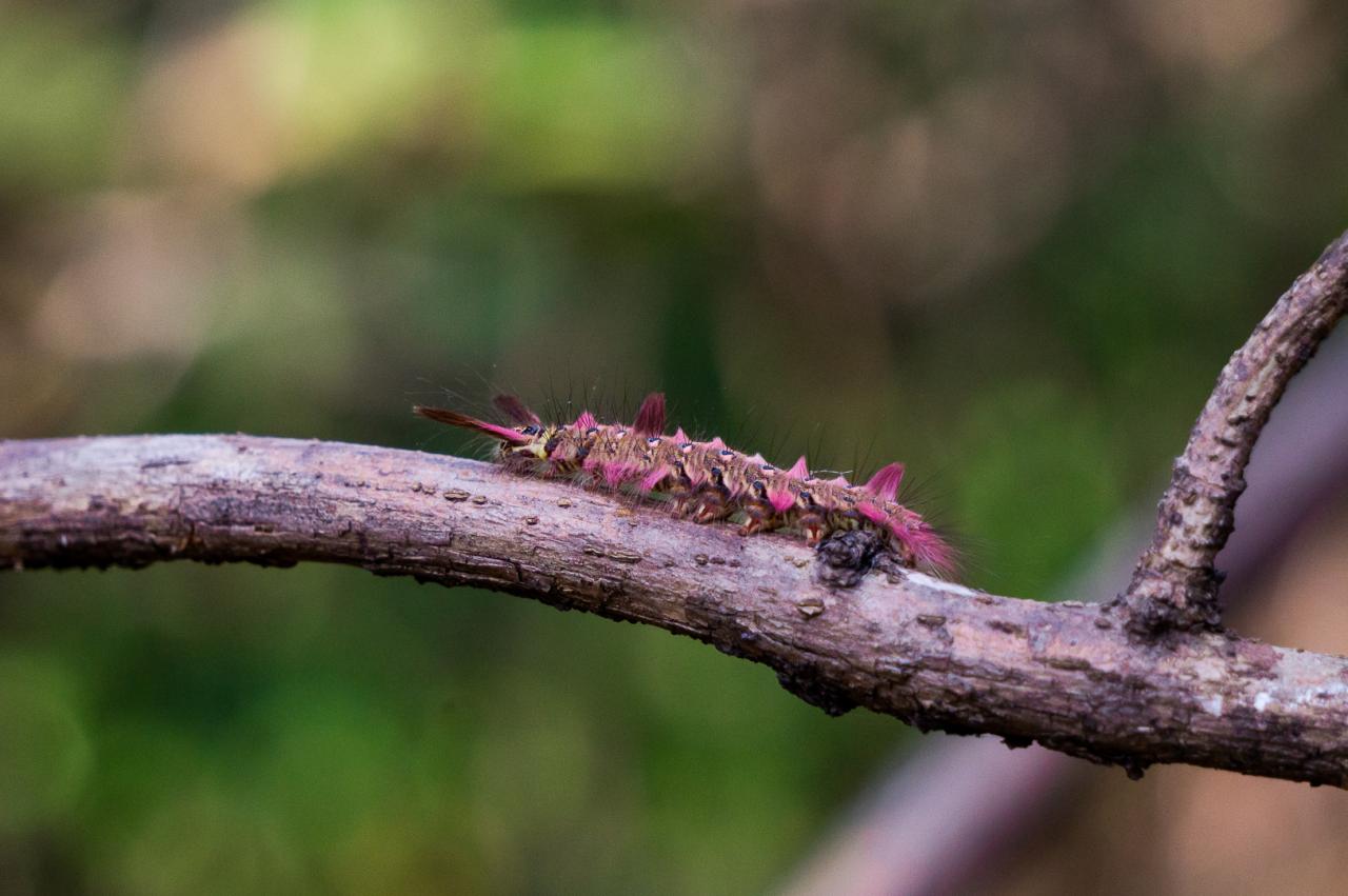 Rosemyrtle lappet moth