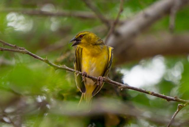 Weaver bird, in Kenya, Talia Nat 2022