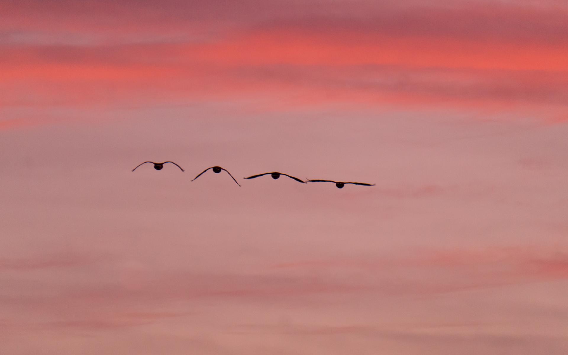 Oklahoma geese crossing sunset