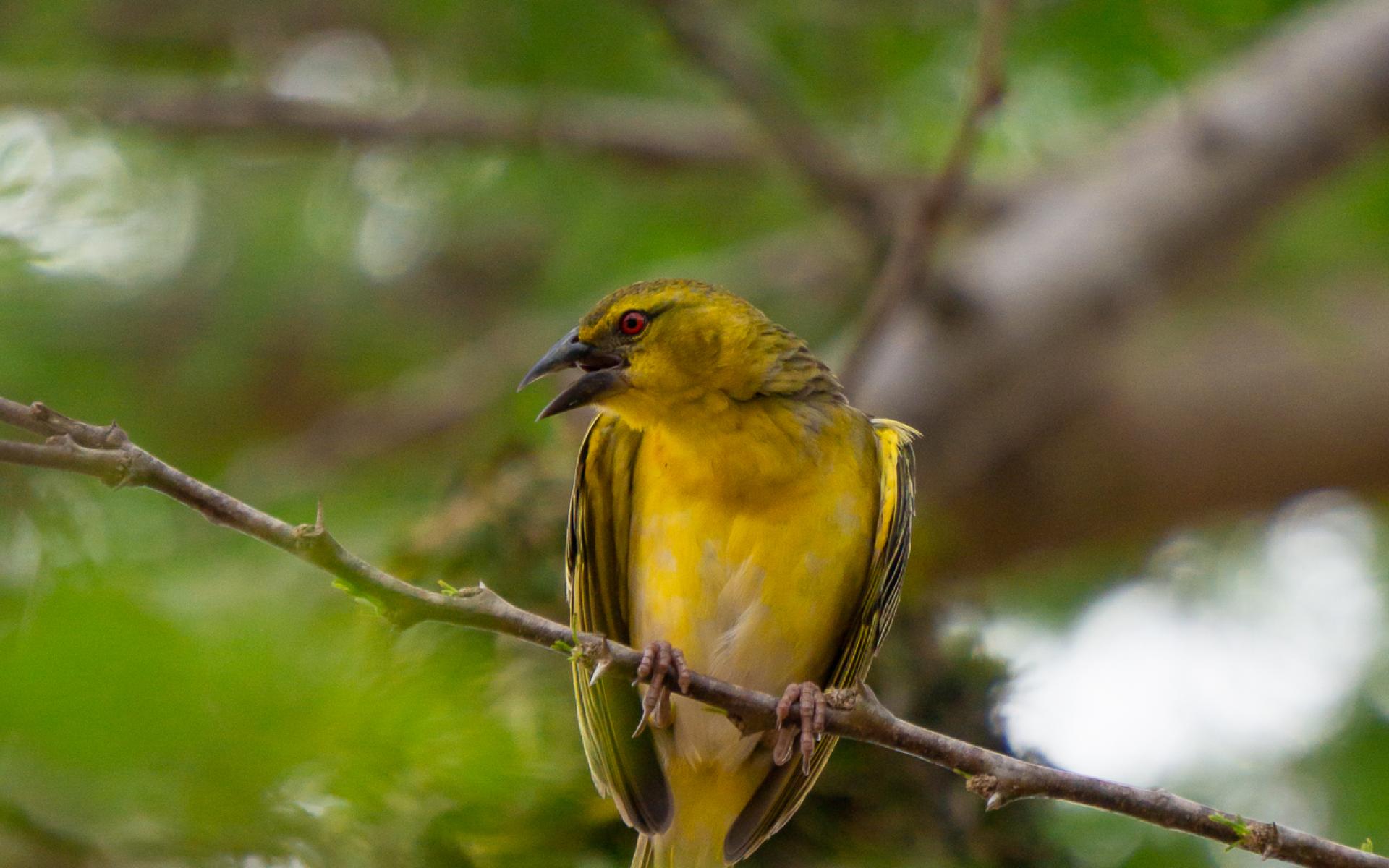 Weaver bird, in Kenya, Talia Nat 2022